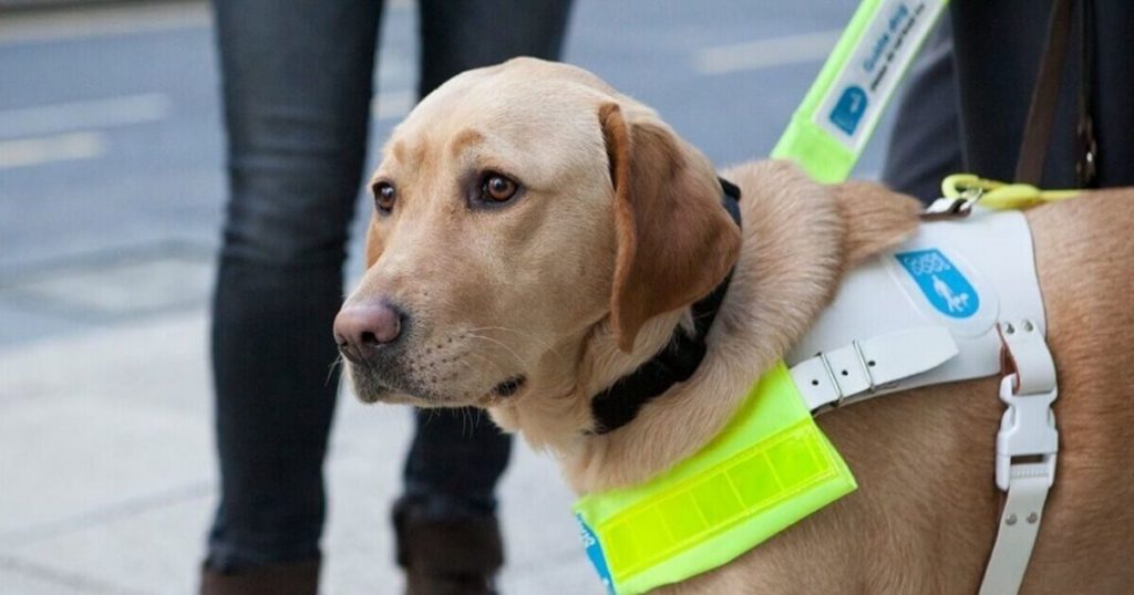 A guide dog